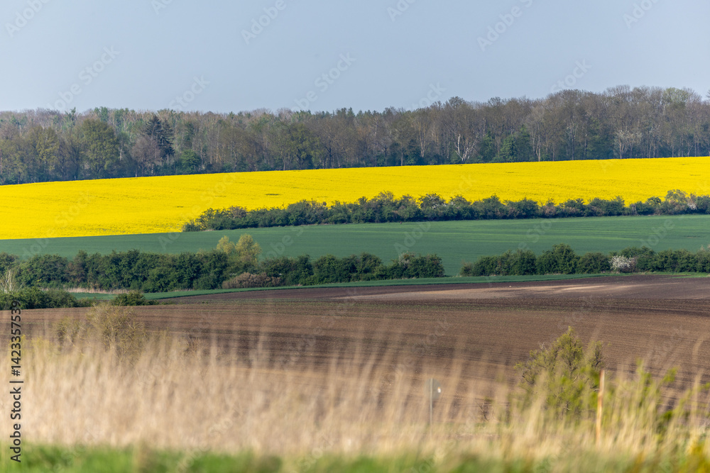 Landschaft mir blühenden gelben Rapsfeldern im Frühling