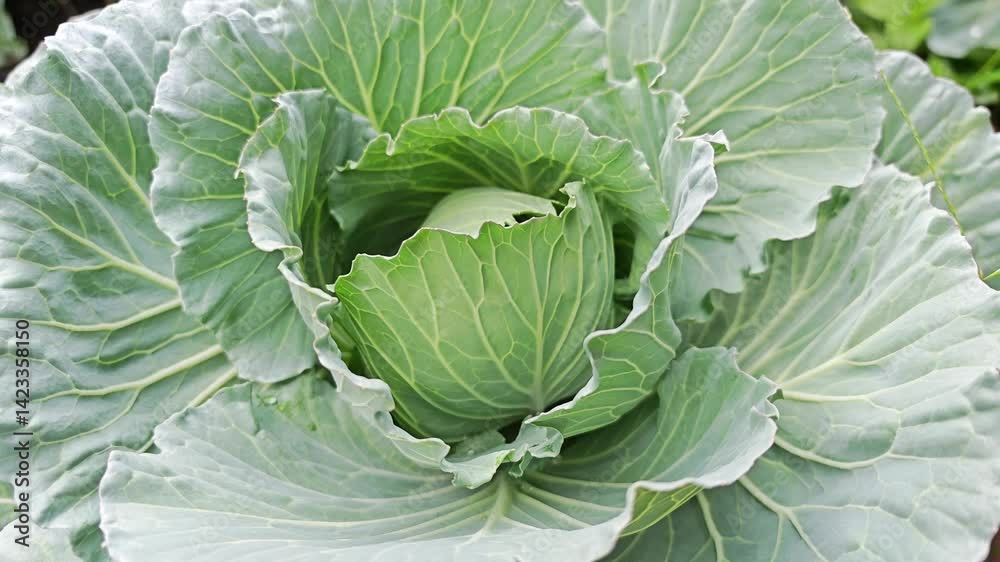 Fresh cabbage in the garden
