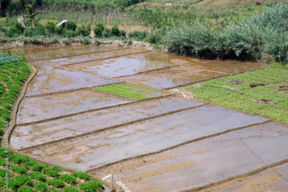 rice fields in the area of ella rice fields in the area of ella