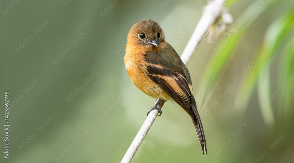 The cinnamon flycatcher is a species of bird in the family Tyrannidae. It is the only member of the genus Pyrrhomyias. It is found in Venezuela, Colombia, Ecuador, Peru, Bolivia