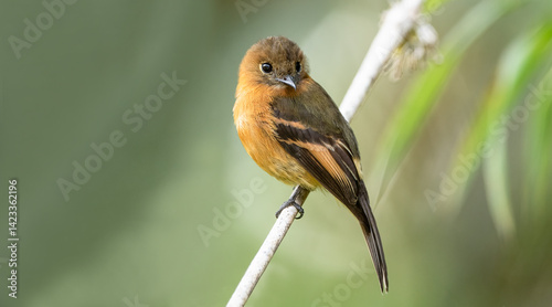 Obraz na płótnie The cinnamon flycatcher is a species of bird in the family Tyrannidae. It is the only member of the genus Pyrrhomyias. It is found in Venezuela, Colombia, Ecuador, Peru, Bolivia w salonie