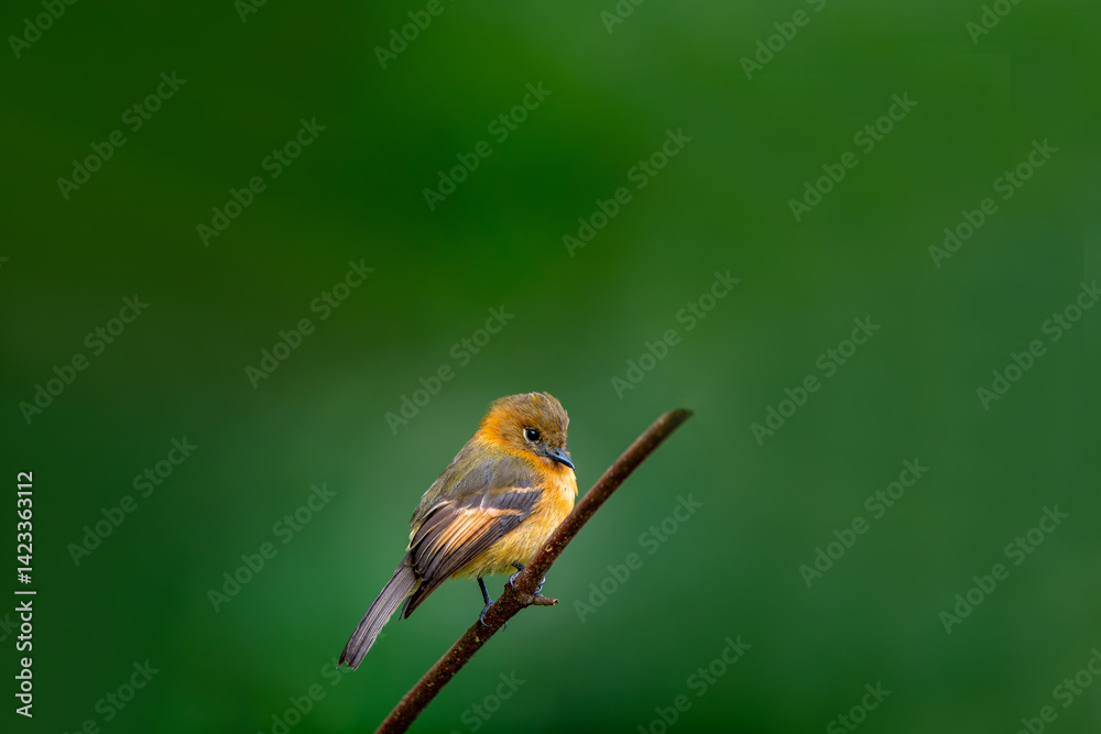 The cinnamon flycatcher is a species of bird in the family Tyrannidae. It is the only member of the genus Pyrrhomyias. It is found in Venezuela, Colombia, Ecuador, Peru, Bolivia