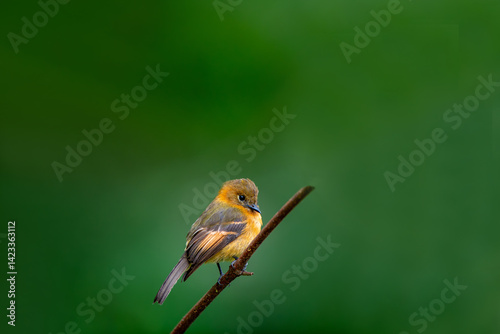 Obraz na płótnie The cinnamon flycatcher is a species of bird in the family Tyrannidae. It is the only member of the genus Pyrrhomyias. It is found in Venezuela, Colombia, Ecuador, Peru, Bolivia w salonie