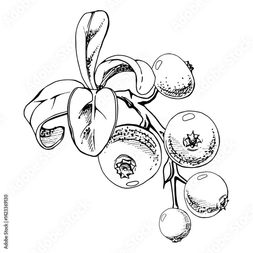 Cranberry lingonberry with green leaves on branch, vector hand drawn in ink, ripe forest berry bearberry teaberry wintergreen cluster group. Isolated botanical illustration, for menu, farmers market