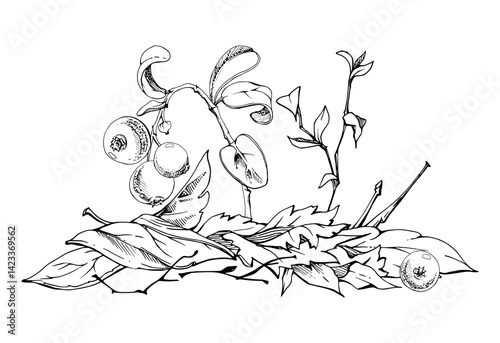 Cranberry lingonberry twigs branches on dry leaves, vector hand drawn in ink. Ripe swamp forest berry, bearberry teaberry wintergreen. Isolated botanical illustration. Restaurant menu, farmers market