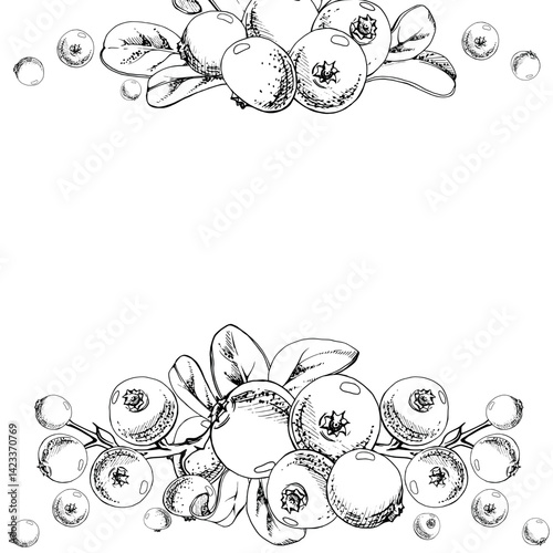 Cranberry lingonberry on branch with green leaves, ripe forest berry wintergreen bearberry teaberry cluster group, vector hand drawn in ink. Isolated square garland frame. Farmers market, cafe menu