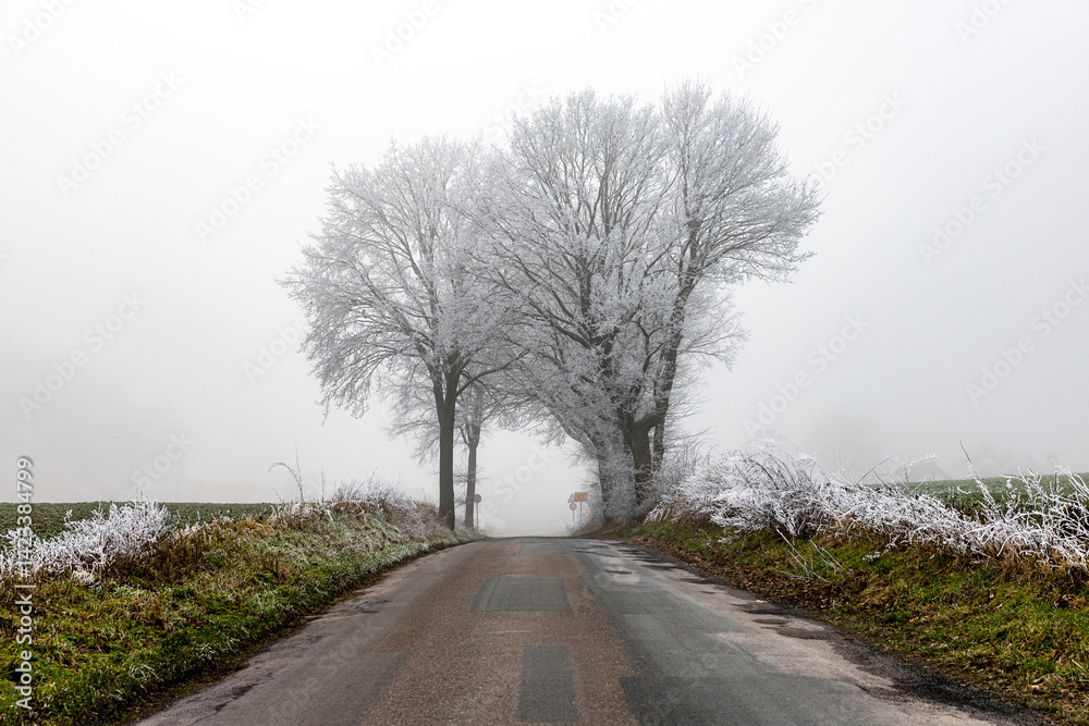 Raureif morgen