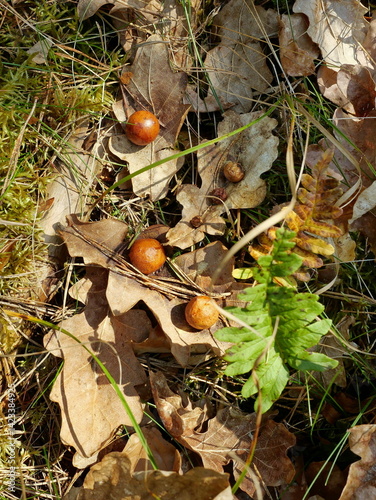Oak galls found on forest floor leaves – fascinating structures housing developing gall wasp larvae.