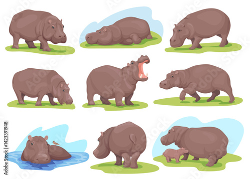 Hippopotamus poses. Realistic hippo different pose, standing walking swim wild animal namibia african savanna hippopotamuses zoo animals set cartoon hippos neat vector illustration