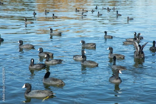 Canvastavla Flock of American coots swimming in a lake.