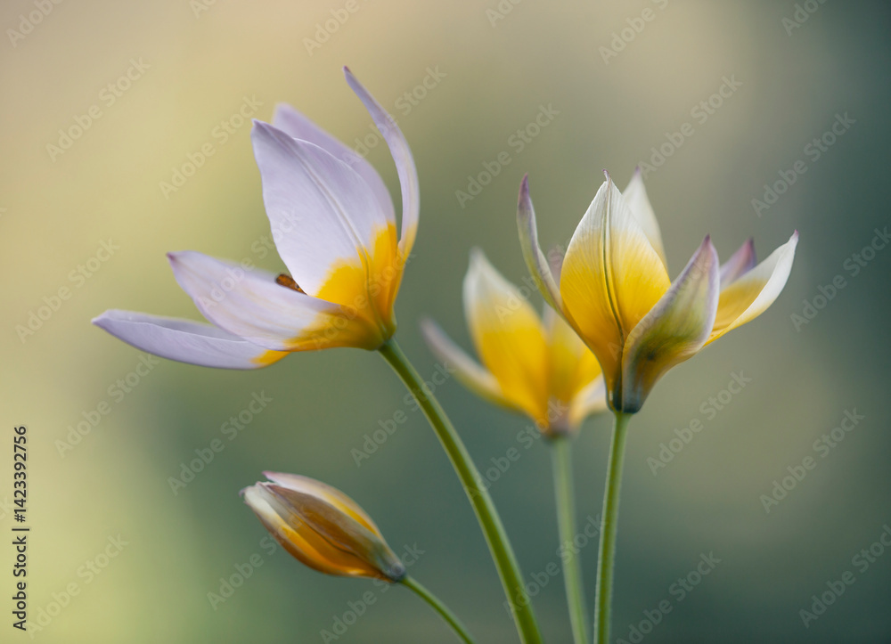 Tulipany Botaniczne Tarda na jasnym tle, tapeta, dekoracja.