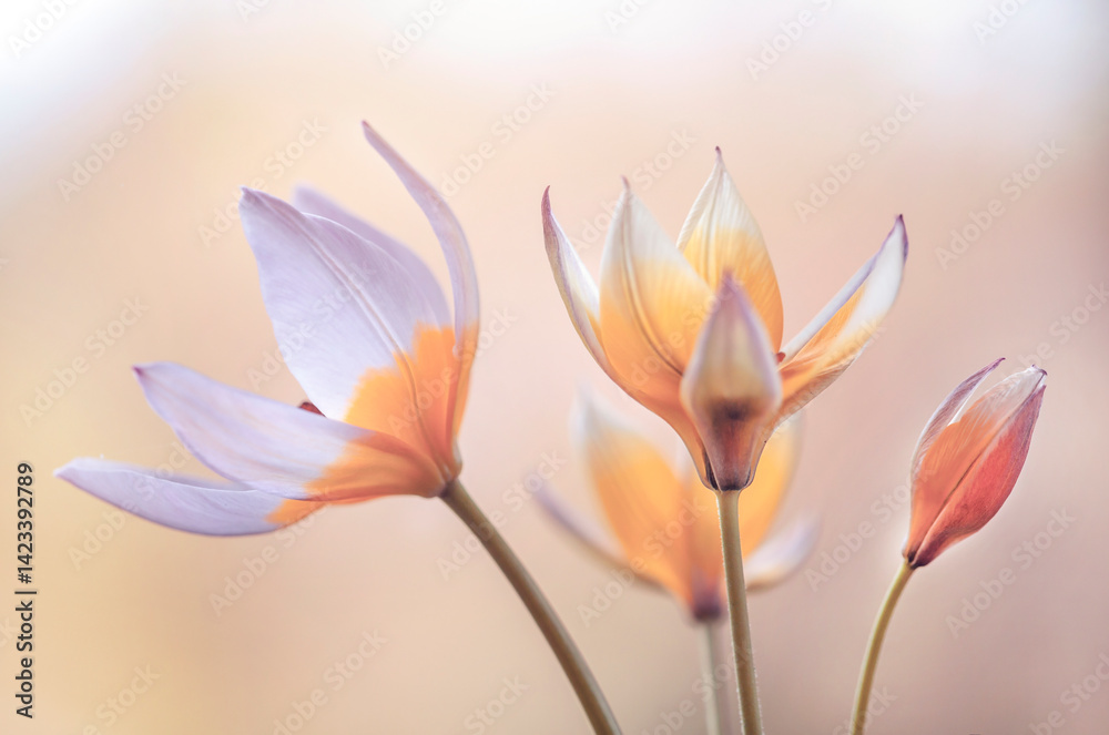 Tulipany Botaniczne Tarda na jasnym tle, tapeta, dekoracja.