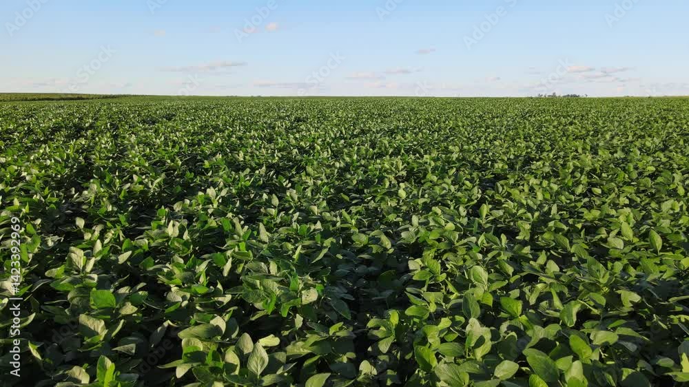 Aerial of organized soybean rows in La Pampa, Argentina on bright summer day
