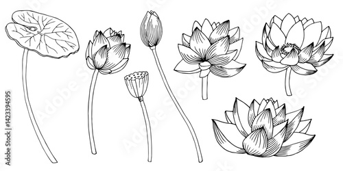 Lotus Flowers with leaves set. Hand drawn vector illustration drawing by ink. Floral drawn of blooming waterlily for spa or Zen design. Etched botanical composition. Engraving for meditation.