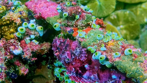 Green sea squirts on colorful coral reef with camouflaged marine fish photo