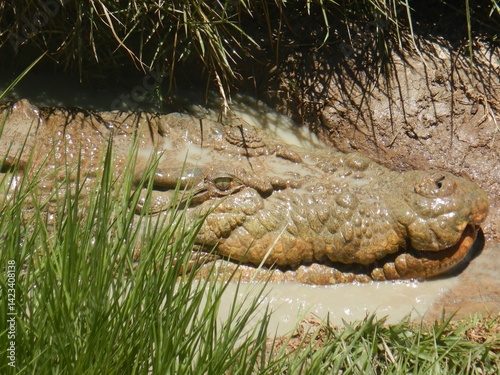 A close-up shot of the head of a saltwater crocodile, which rests on a muddy bank with some grasses. His eye is open but his mouth is closed.
