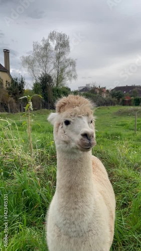 White alpaca standing on green grass in a rural field with village houses in the background under cloudy sky