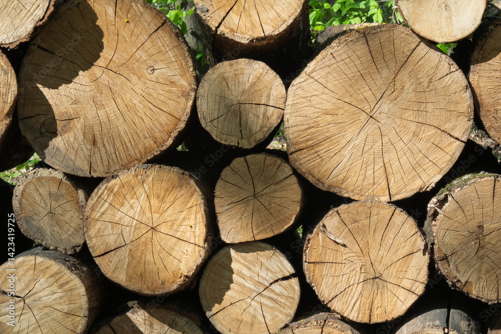 Fototapeta premium Detailed texture of tree trunks in woodpile