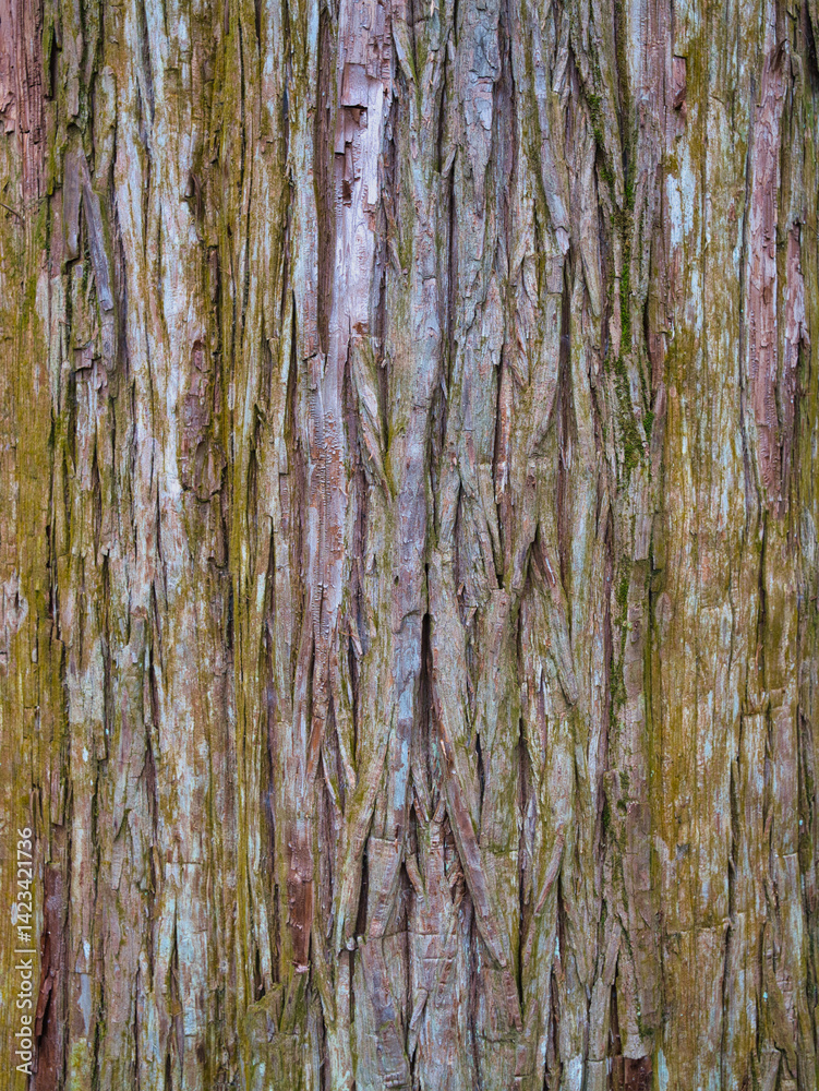 Obraz premium Close-up of moss-covered tree bark in the lush forest of Takachiho Gorge, a scenic area in Kyushu, Japan.