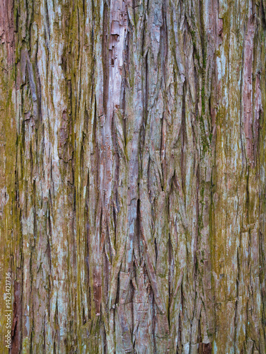 Close-up of moss-covered tree bark in the lush forest of Takachiho Gorge, a scenic area in Kyushu, Japan.