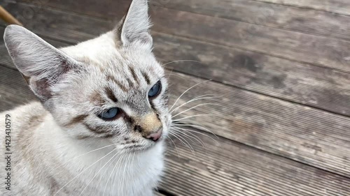 A light Thai cat and a dark European cat are sitting on a dark wooden floor. High quality 4k footage