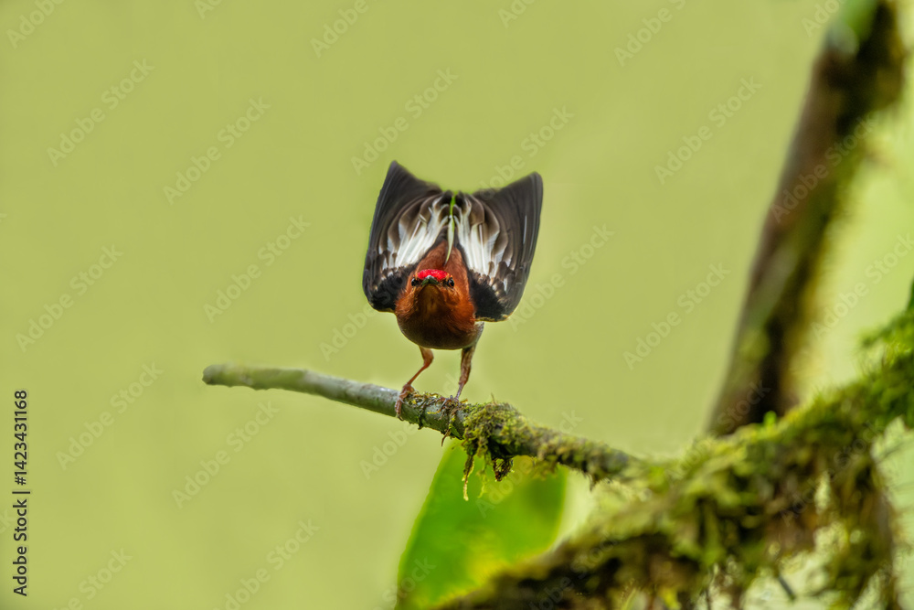 The club-winged manakin is a small passerine bird that is a resident breeding species on the western slopes of the Colombian Andes and in the cloud forests of northwestern Ecuador.