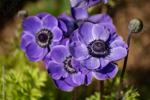 Shallow bowl-shaped De Caen anemones