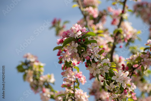 Crab Apple Tree Blossom