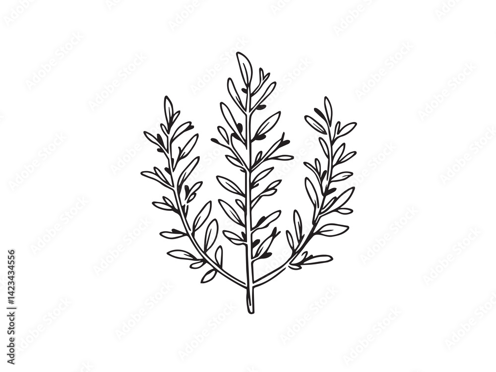 Fototapeta premium Rosemary vector line art illustration
