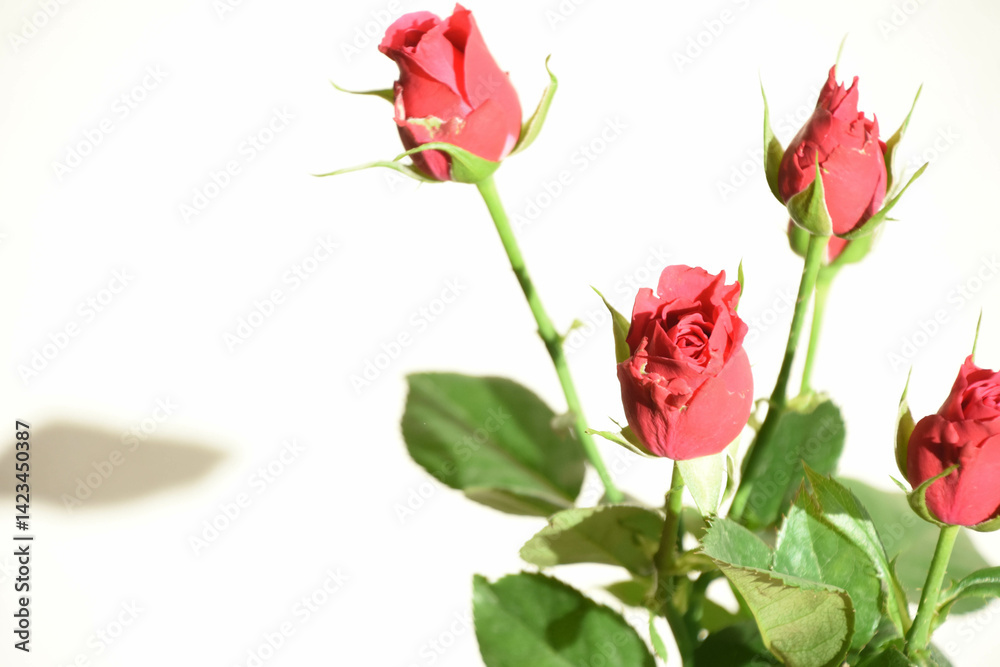 Obraz premium 赤いばら