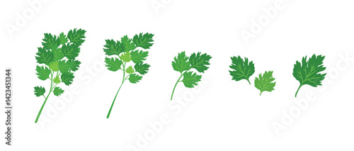 Bunch of parsley vector. Set of vector illustration depicting a bunch of fresh green celery leaves, parsley isolated on a white background.