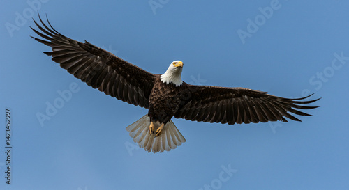Eagle Flying with Wings Spread Against Blue Sky