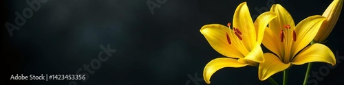 Elegant yellow lilies on a somber condolence card set against a dark backdrop, death, sorry, sorrowful