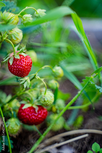 bright juicy strawberries grow on a bush in a bunch, many berries in a garden bed, gardening and plant care