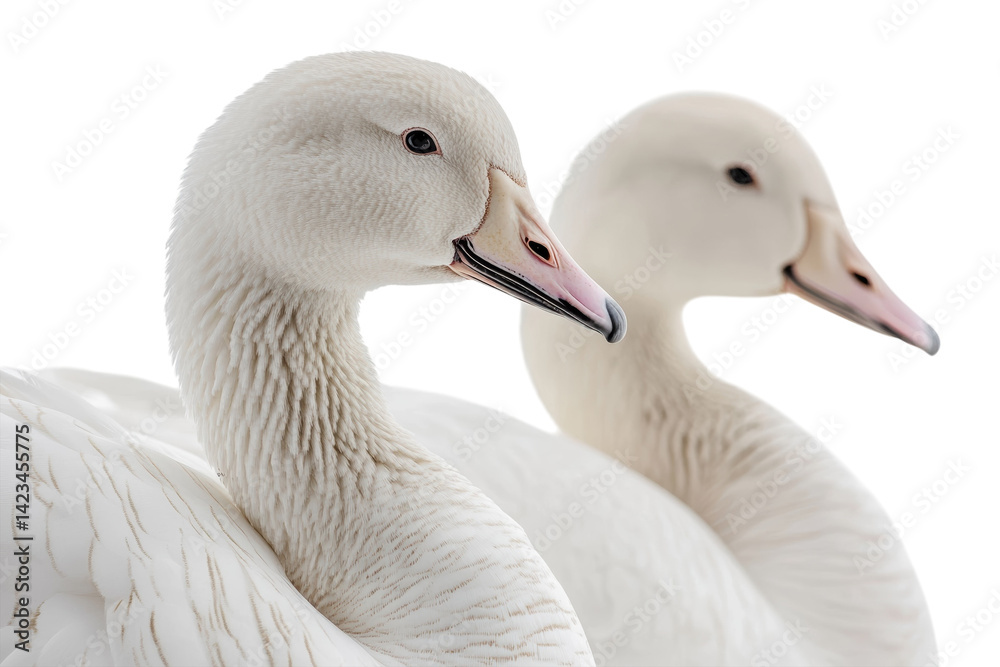 Obraz premium Two white swans close up shot