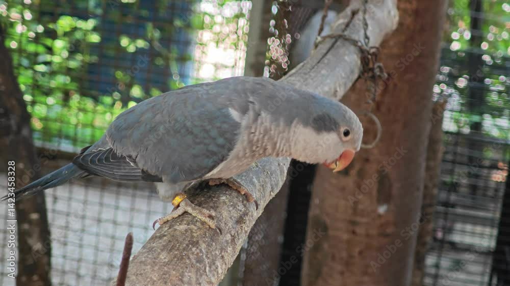 Monk's Parakeet Monk's Parakeet