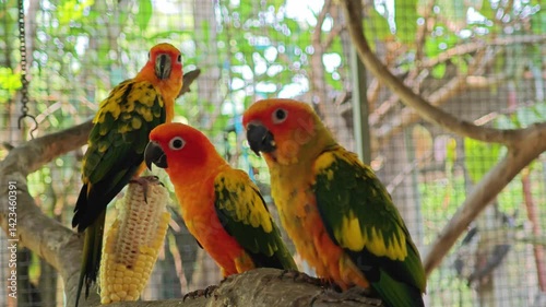 Sun Parrot