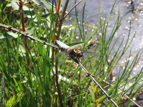 The broad-bodied chaser (Libellula depressa), male perching on a dryplant stem photo