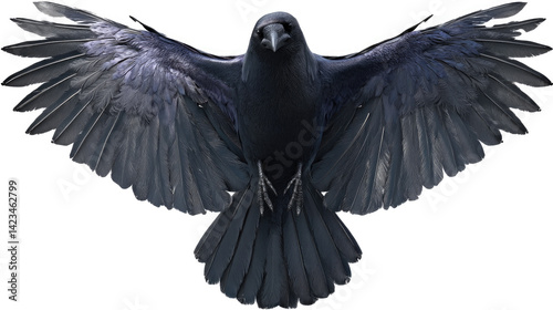 dark raven wings, glossy feathers, dramatic lighting, centered composition, clean 