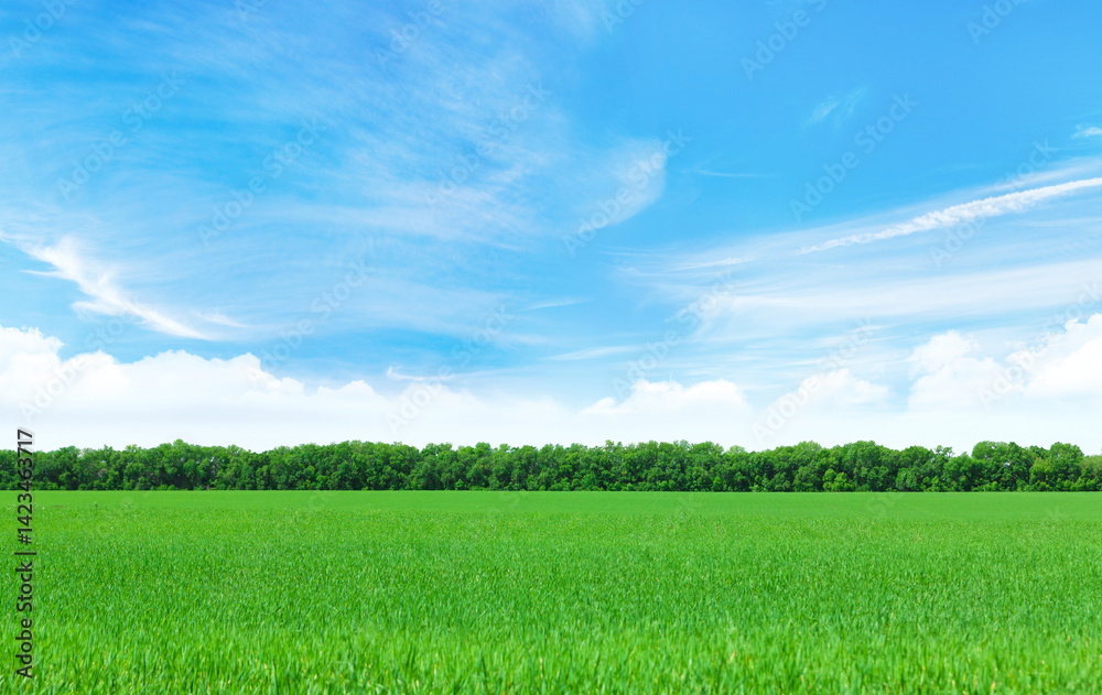 Fototapeta premium Summer landscape with a vast green field under a majestic sky