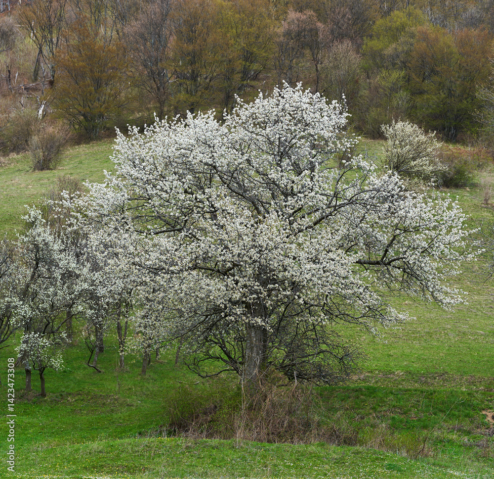 Blossoming wild cherry tree on hillside meadow in springtime