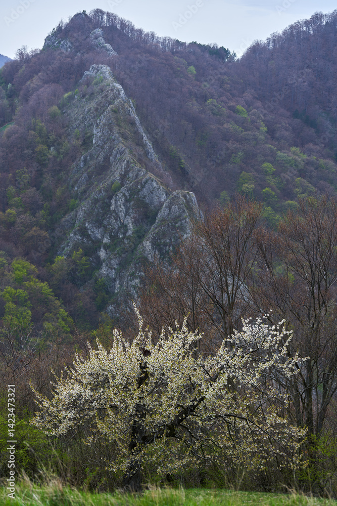 Blossoming tree and mountain ridge in spring landscape