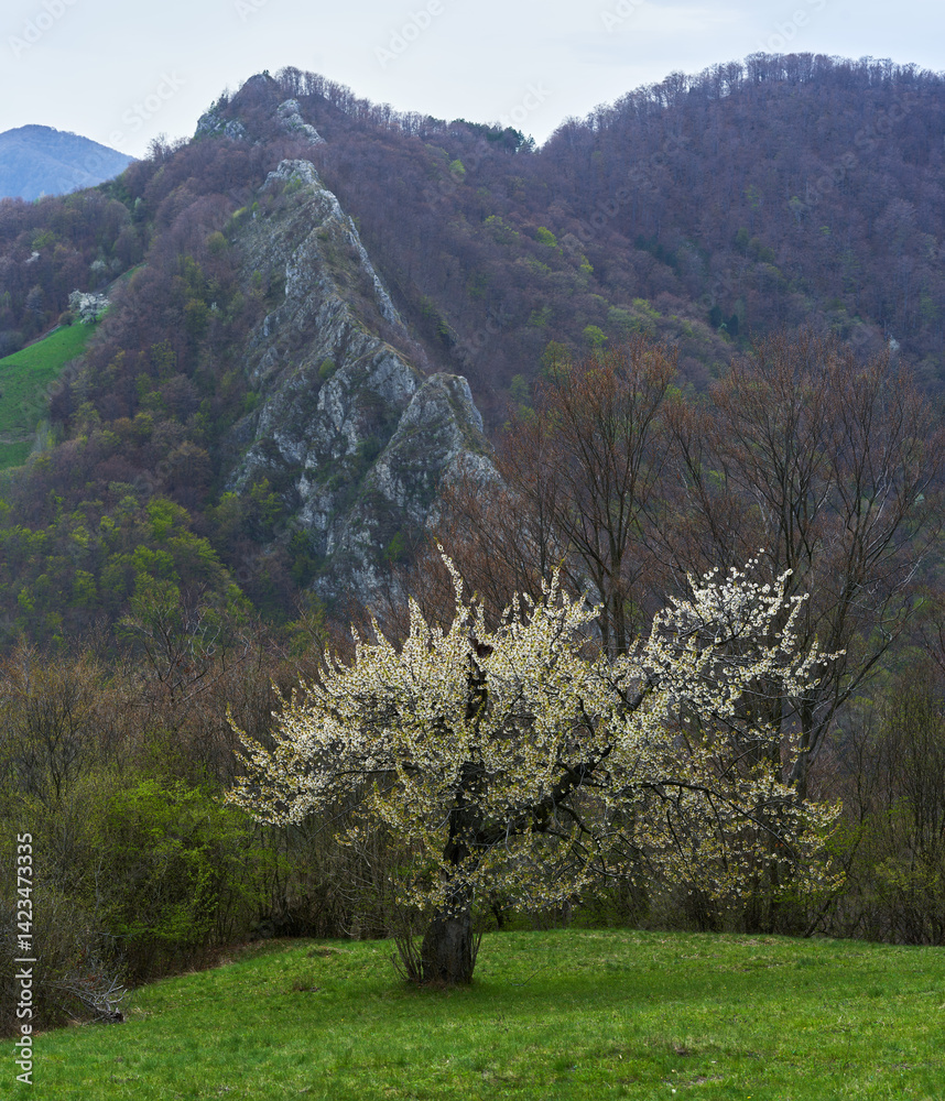 Blossoming tree and mountain ridge in spring landscape