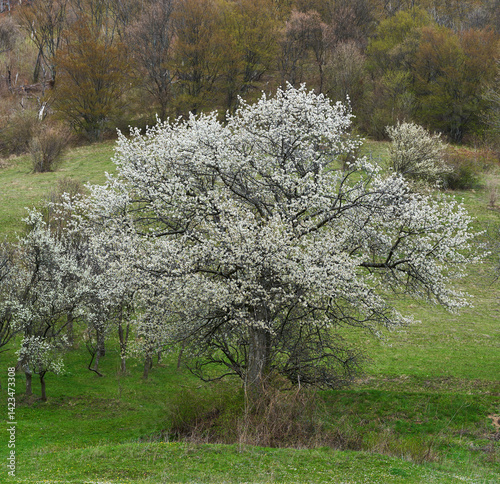 Obraz na płótnie Blossoming wild cherry tree on hillside meadow in springtime w salonie