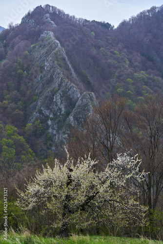 Obraz na płótnie Blossoming tree and mountain ridge in spring landscape w salonie