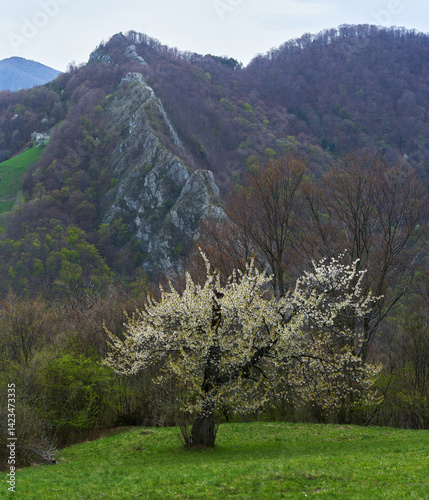 Obraz na płótnie Blossoming tree and mountain ridge in spring landscape w salonie