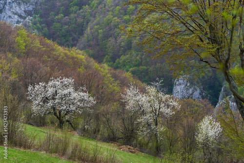 Obraz na płótnie Blooming trees on vibrant spring hillside forest w salonie