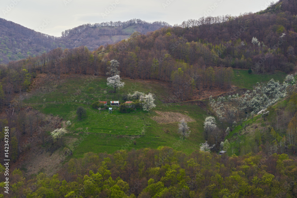 Blooming orchard near hillside cabin