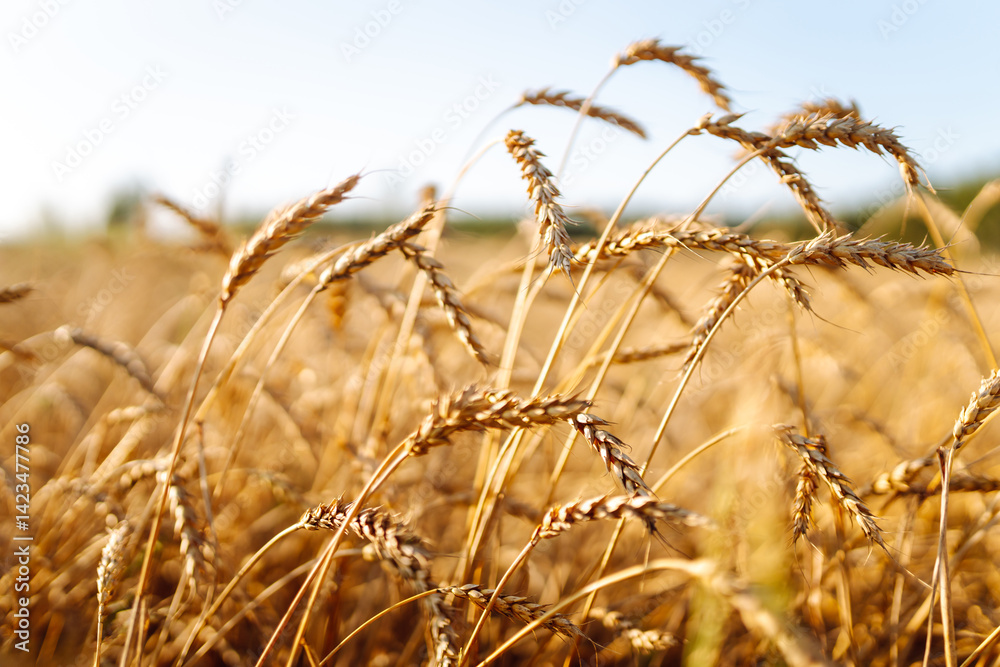 Fototapeta premium Golden wheat field at sunset. Close-up of wheat ears in the rays of the sun. Farming concept, rich harvest. Lifestyle.