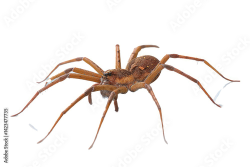 fishing spider, resting on a simulated water surface, subtle leg reflections, alert posture, clean 